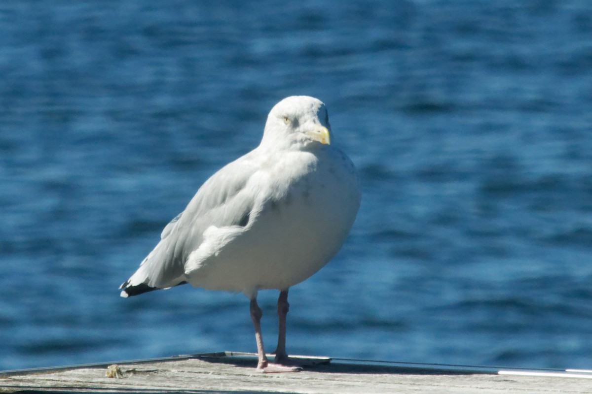 American Herring Gull - ML642189699