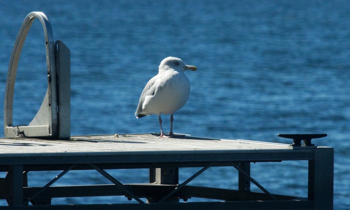 American Herring Gull - ML642189716
