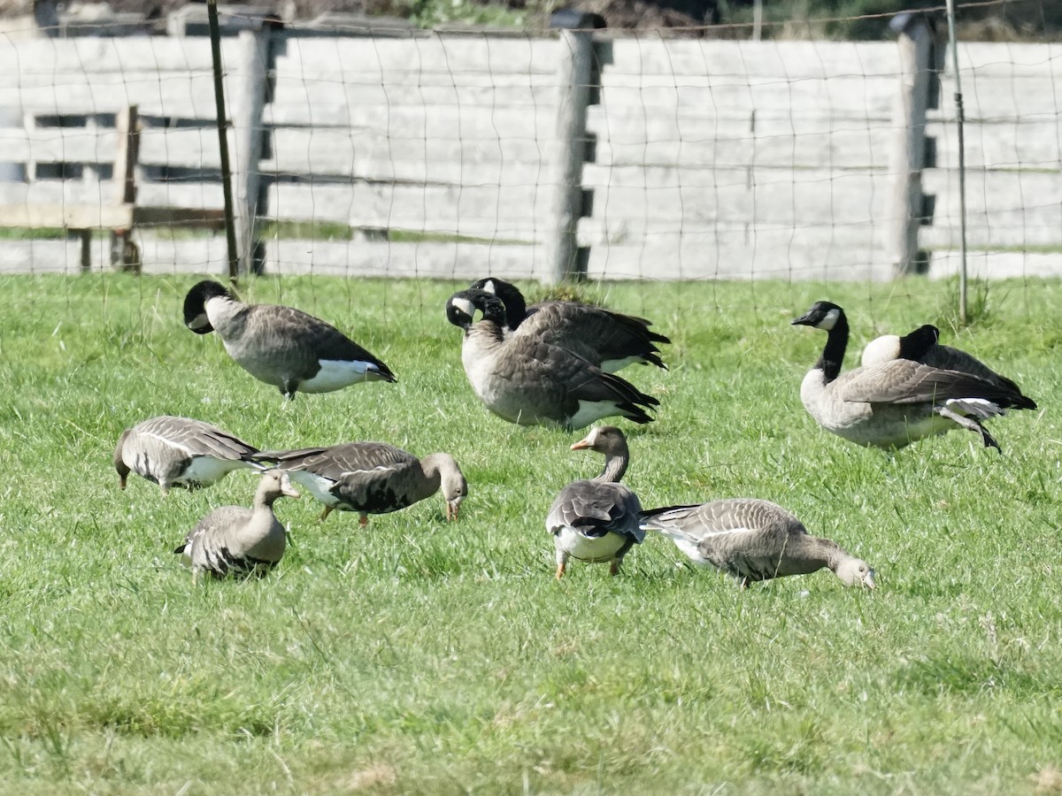 Greater White-fronted Goose - ML642189722