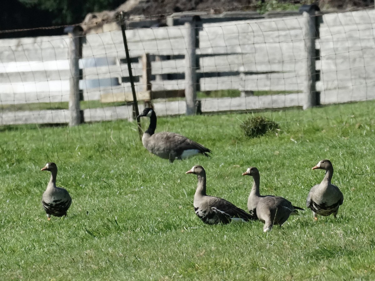 Greater White-fronted Goose - ML642189723