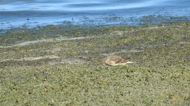 American Pipit - ML642189734