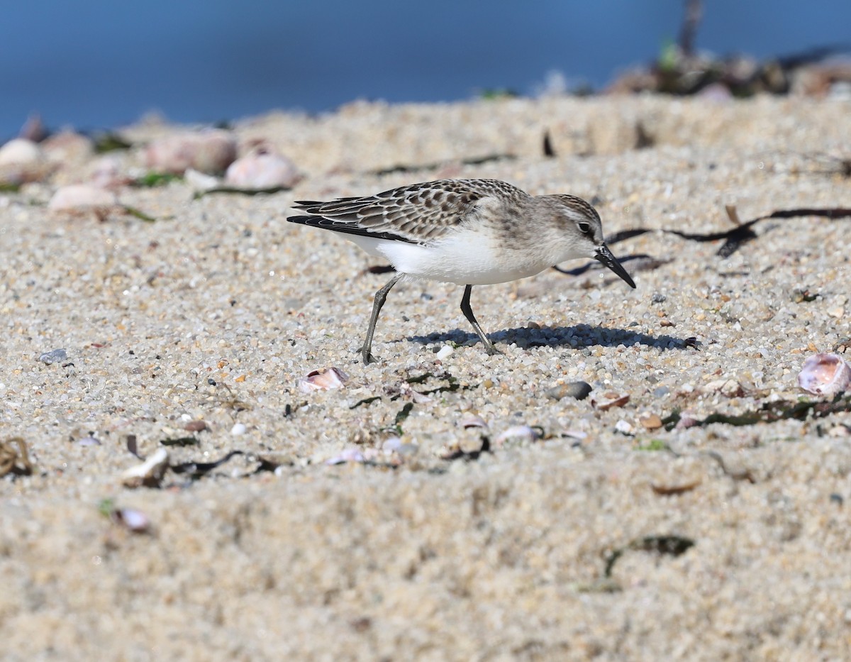 Semipalmated Sandpiper - ML642189740