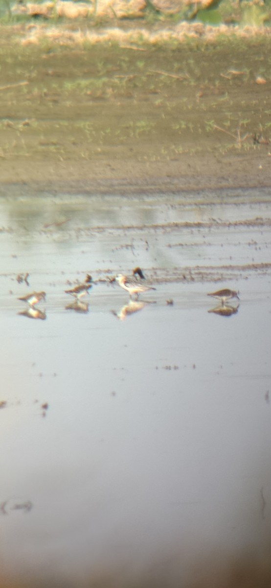 Sanderling - ML642189758