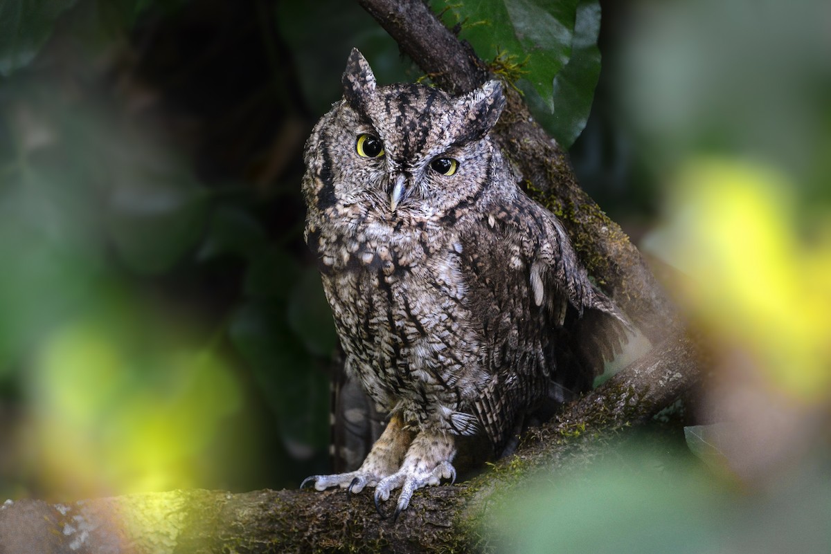 Western Screech-Owl (Northern) - ML642189759