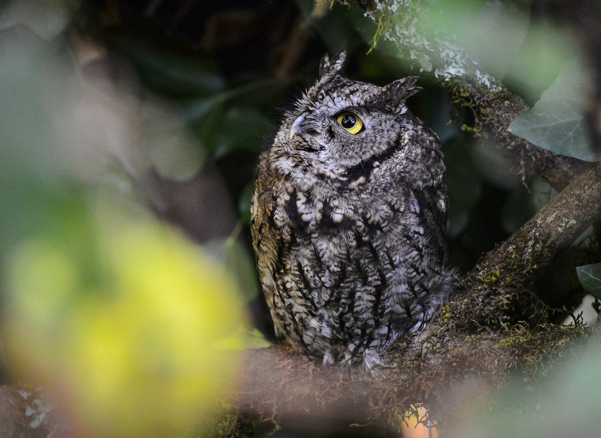 Western Screech-Owl (Northern) - ML642189760