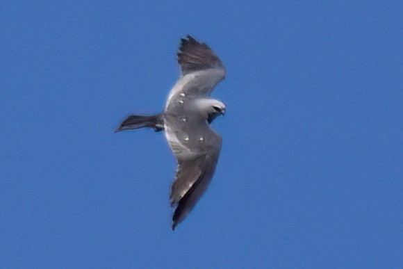 Mississippi Kite - ML642189772