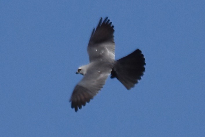 Mississippi Kite - ML642189775