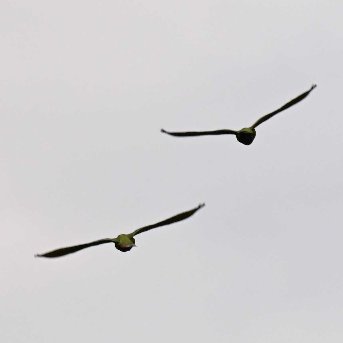 Yellow-collared Macaw - ML642189776