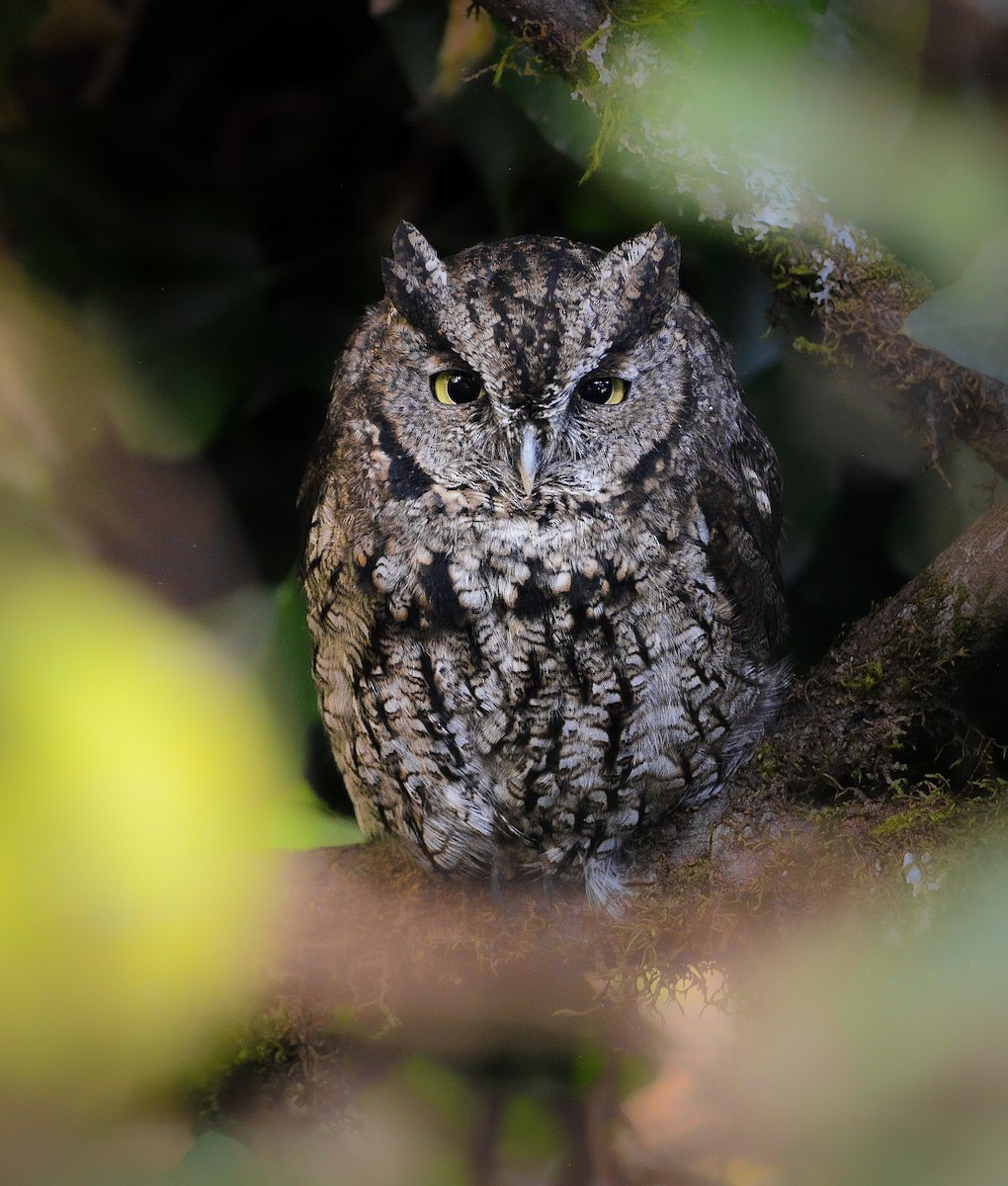Western Screech-Owl (Northern) - ML642189780
