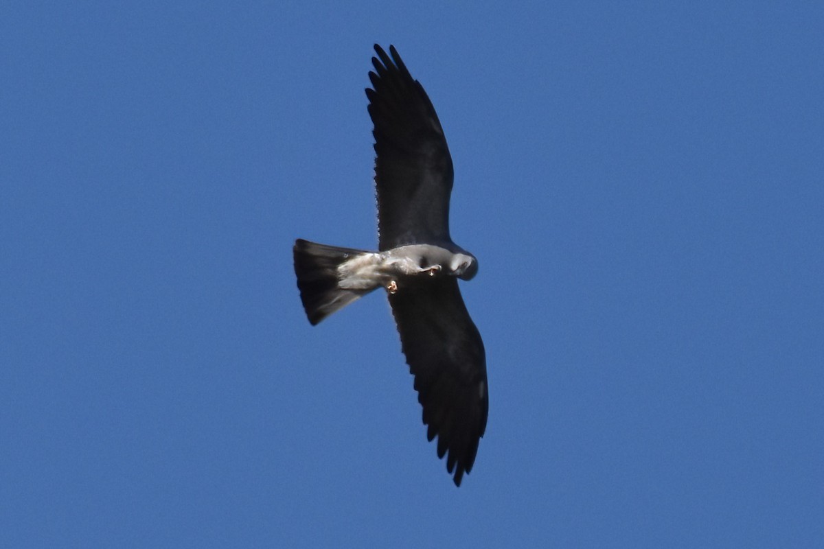 Mississippi Kite - ML642189788