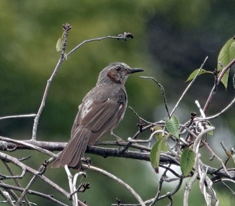 Brown-eared Bulbul - ML642189792