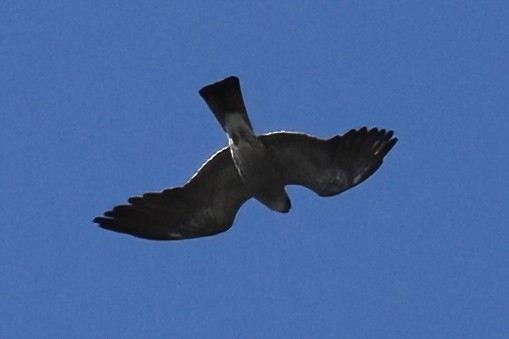 Mississippi Kite - ML642189797