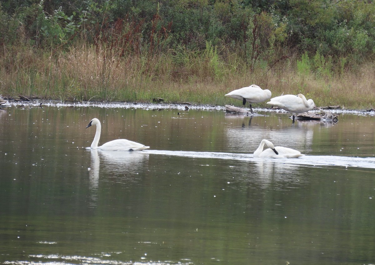 Trumpeter Swan - ML642189813