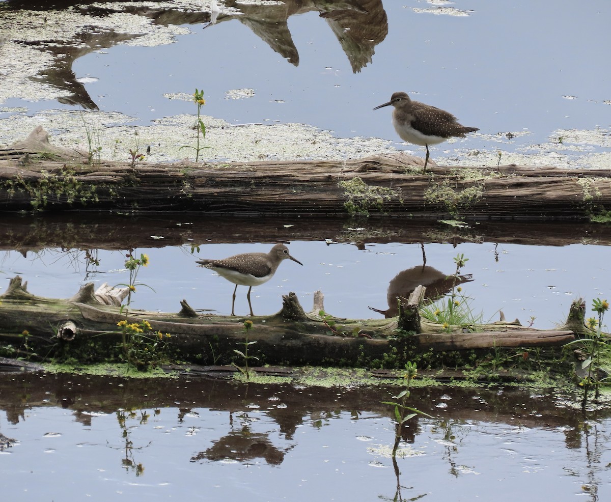Solitary Sandpiper - ML642189817