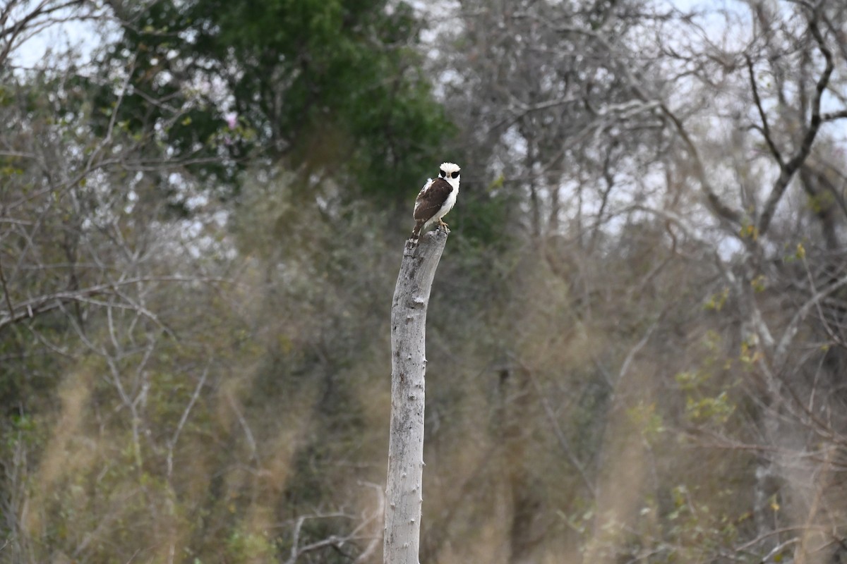 Laughing Falcon - ML642189820