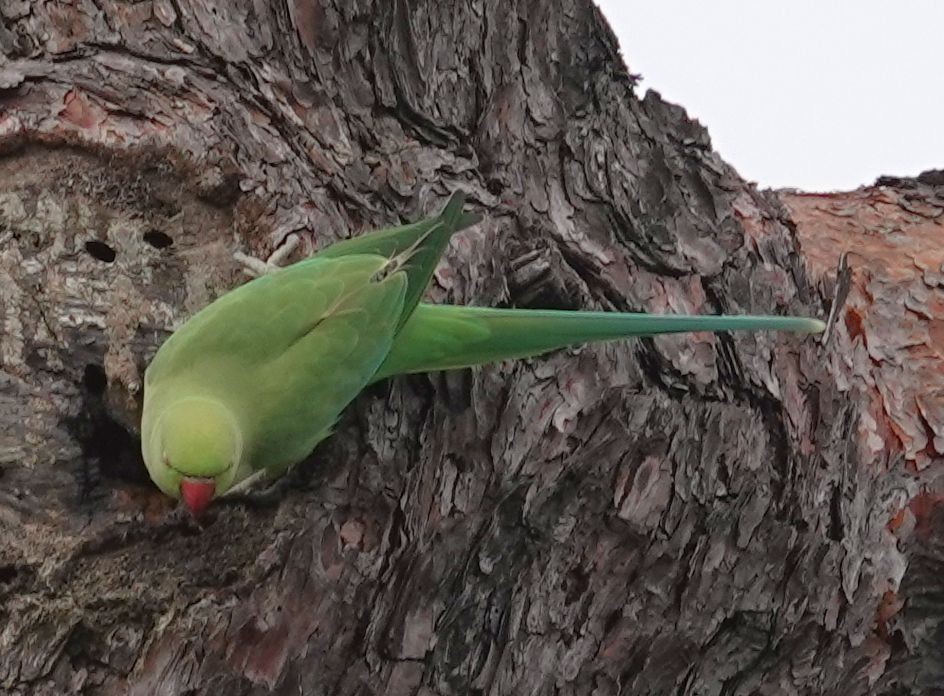 Rose-ringed Parakeet - ML642189834