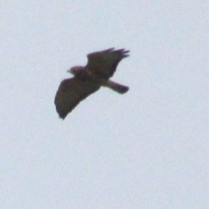 tanımsız Buteo sp. - ML642189845