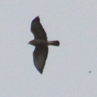 tanımsız Buteo sp. - ML642189846