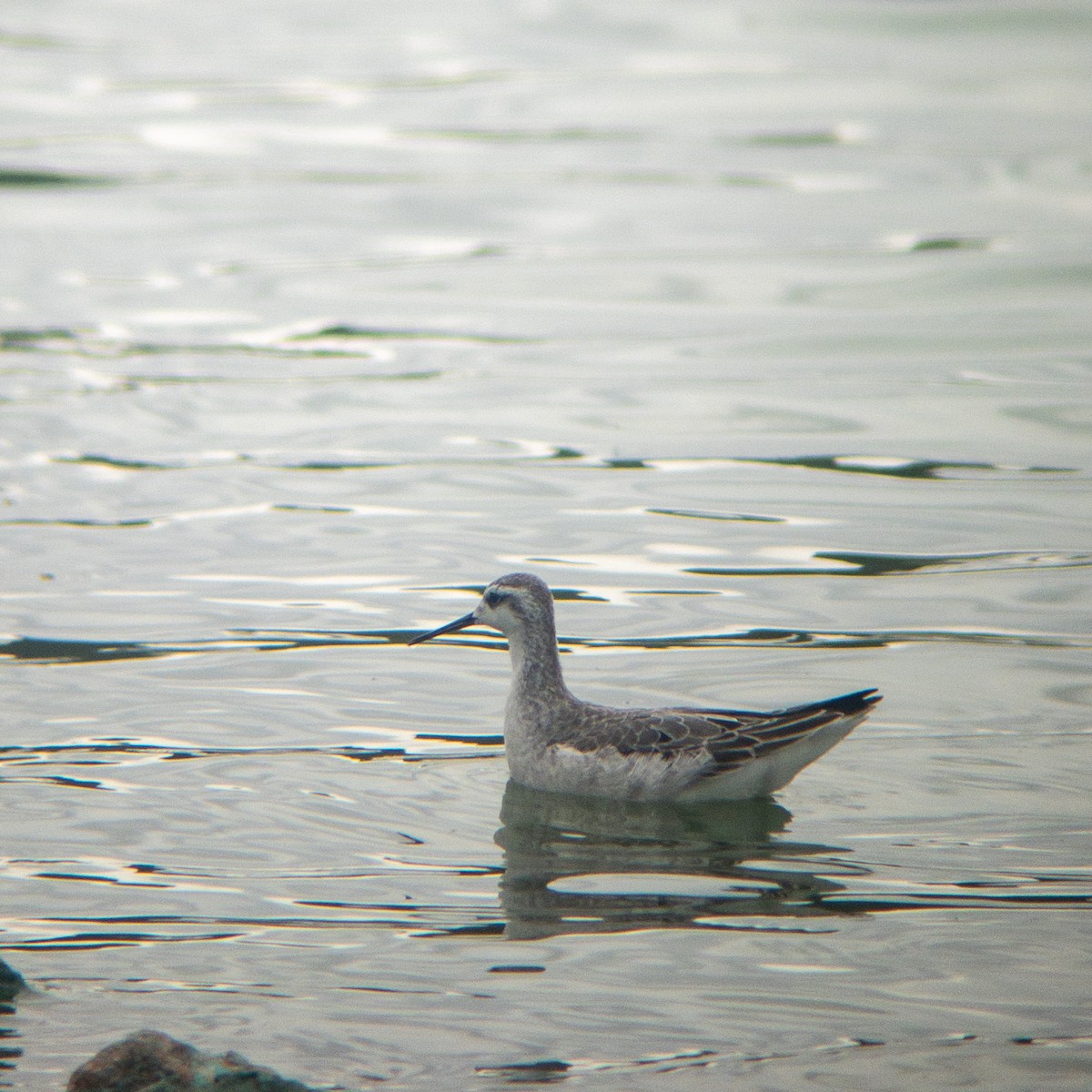 Wilson's Phalarope - ML642189847