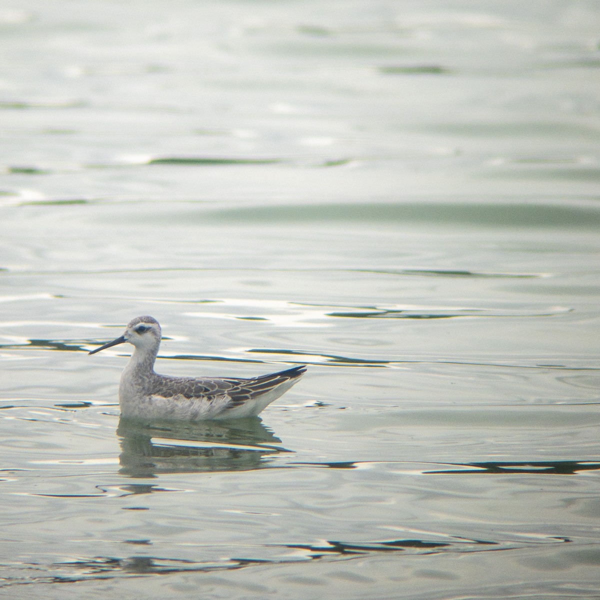 Wilson's Phalarope - ML642189848