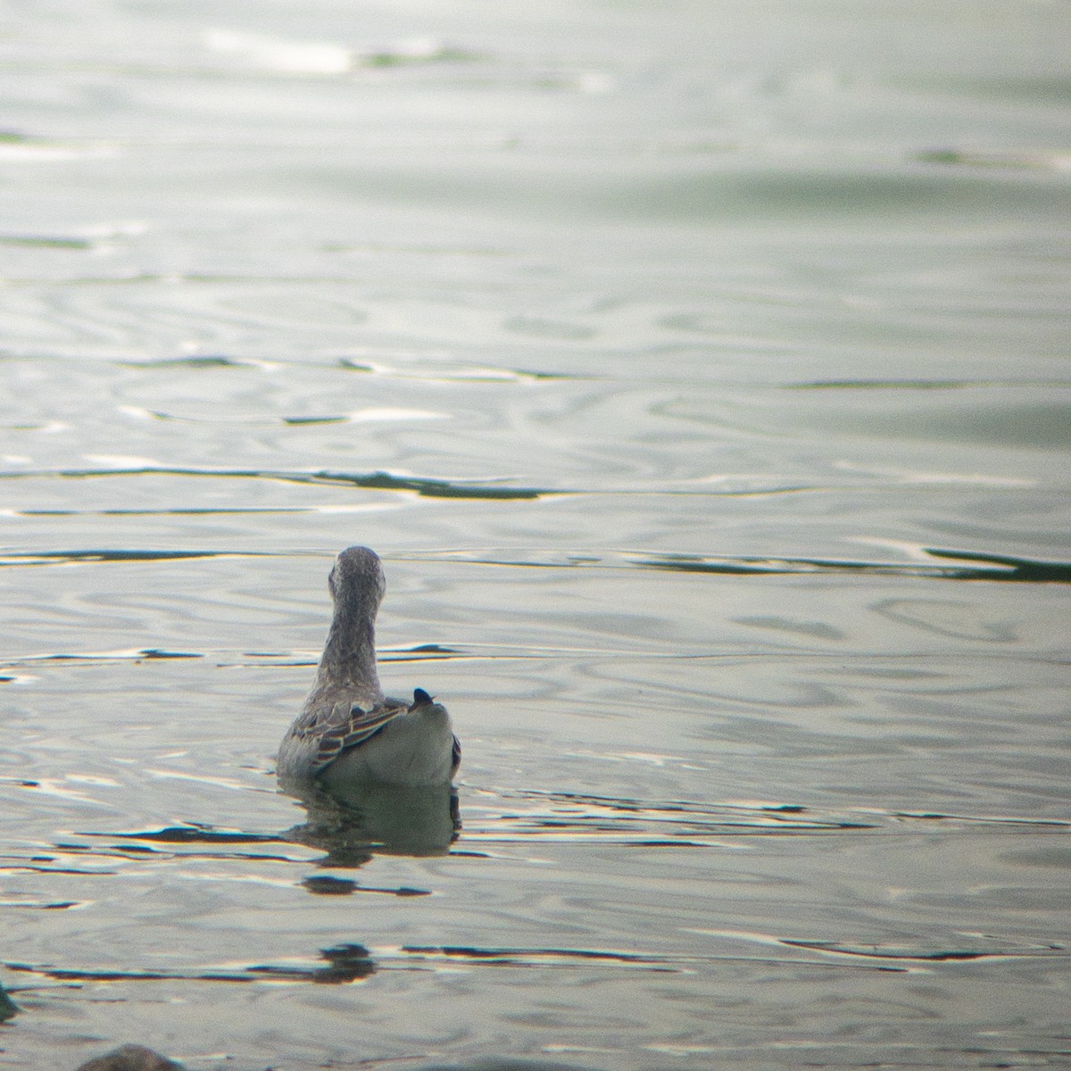 Wilson's Phalarope - ML642189849