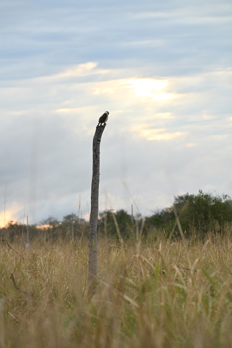 Laughing Falcon - ML642189857