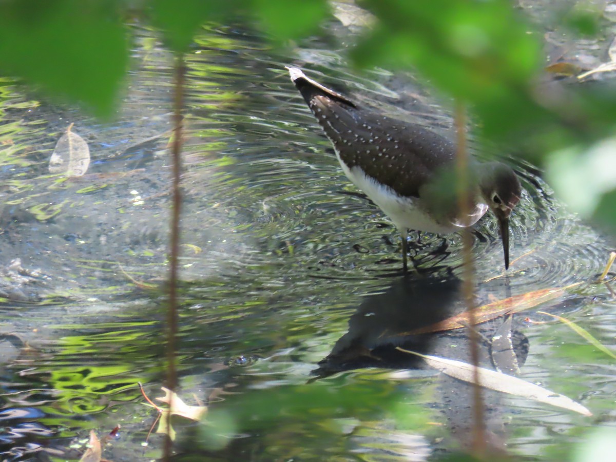Solitary Sandpiper - ML642189867