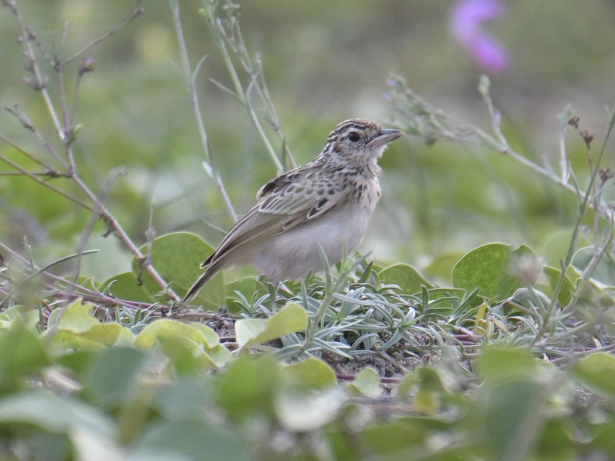 Jerdon's Bushlark - ML642189874