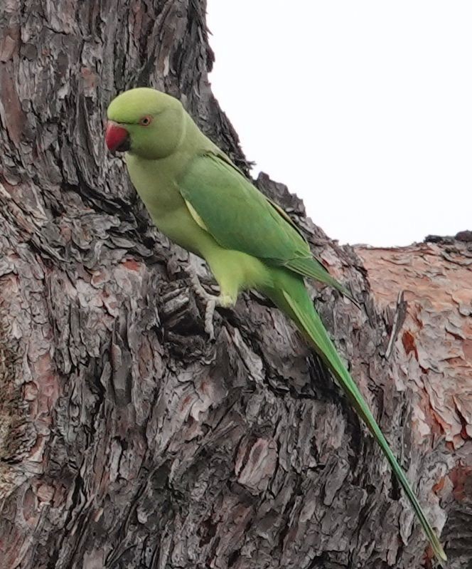 Rose-ringed Parakeet - ML642189875