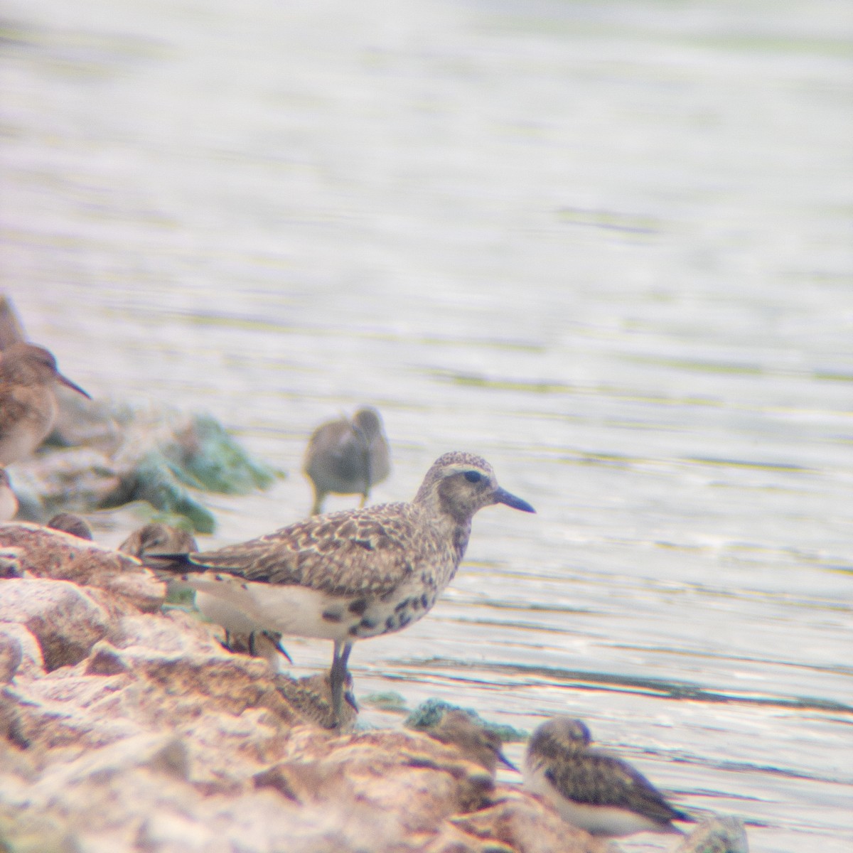 Black-bellied Plover - ML642189879
