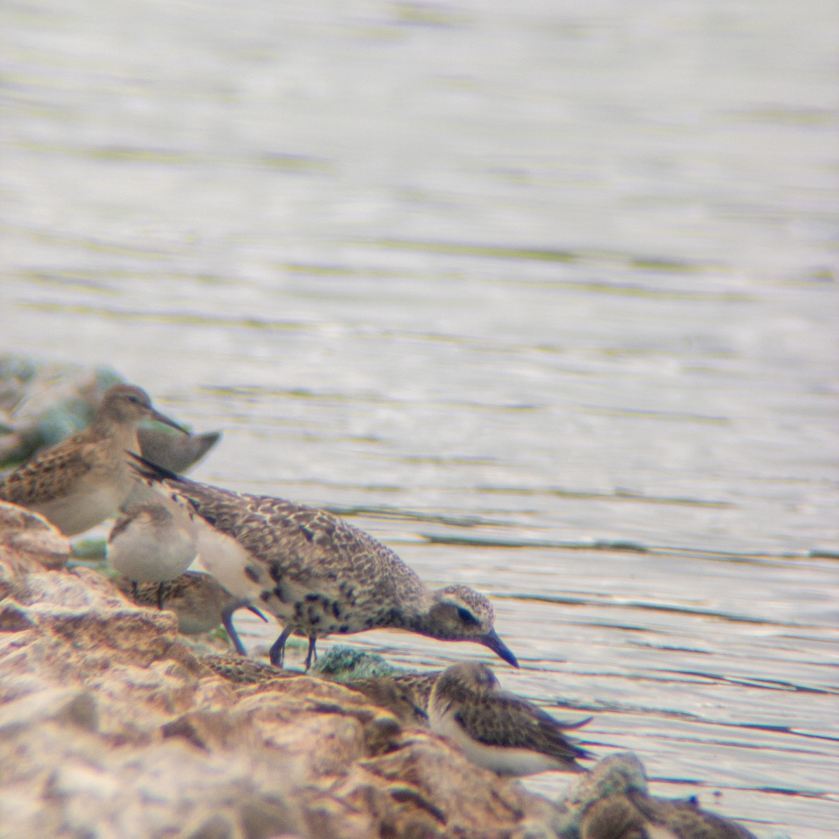 Black-bellied Plover - ML642189880