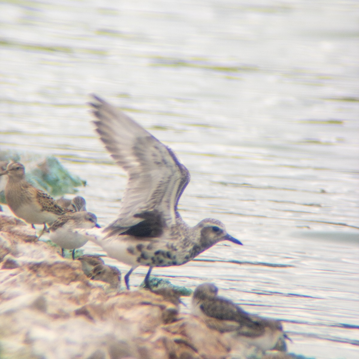 Black-bellied Plover - ML642189881