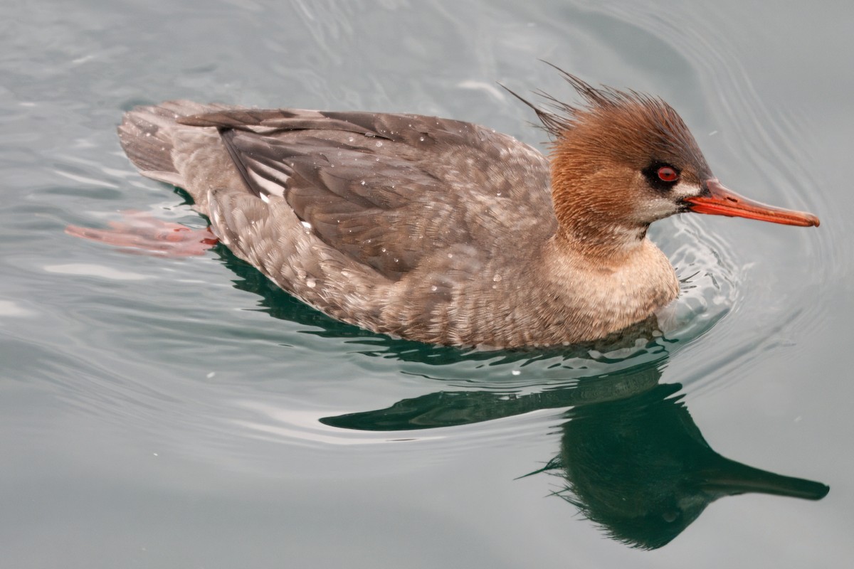 Red-breasted Merganser - ML642189886