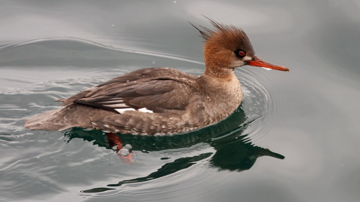 Red-breasted Merganser - ML642189887