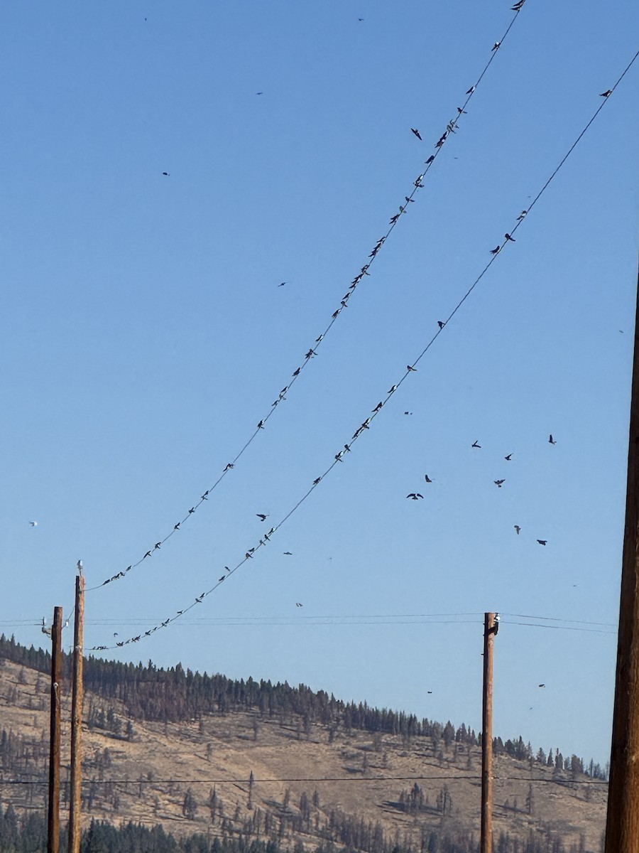 Violet-green Swallow - ML642189889