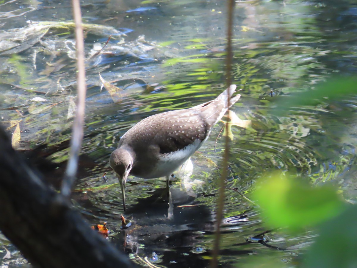 Solitary Sandpiper - ML642189890