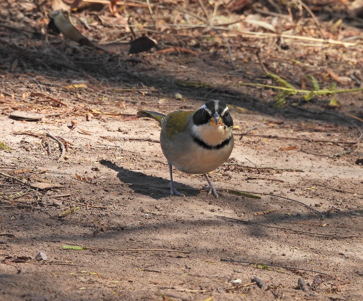 Moss-backed Sparrow - ML642189900