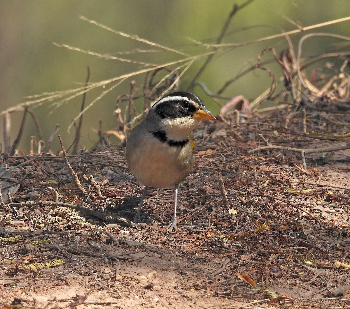 Moss-backed Sparrow - ML642189901