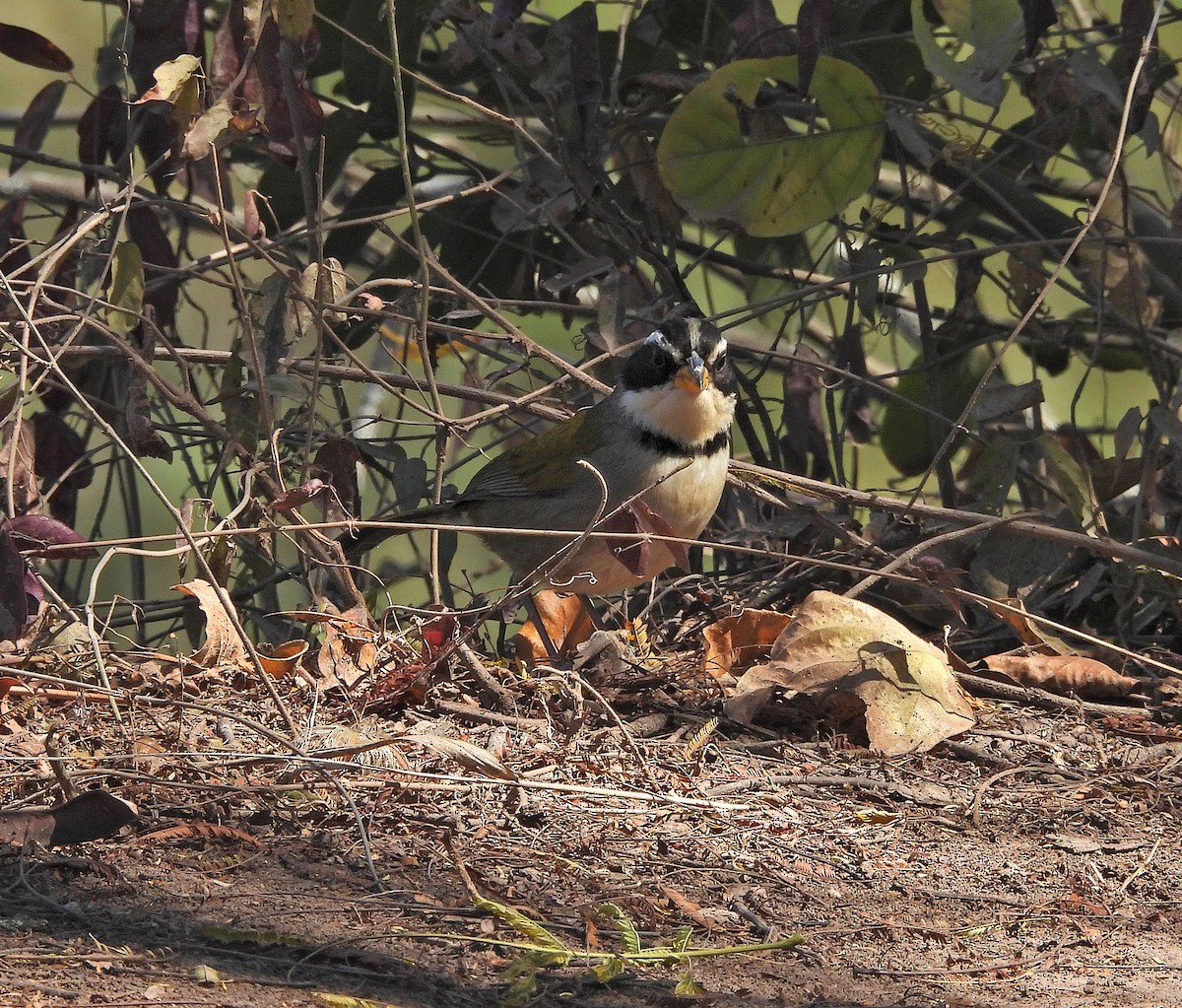 Moss-backed Sparrow - ML642189902