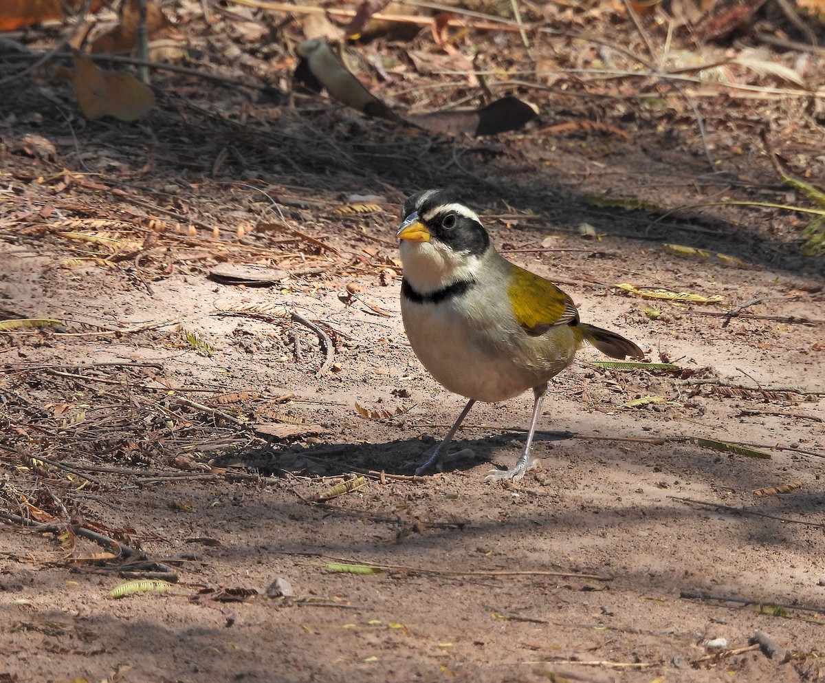Moss-backed Sparrow - ML642189903