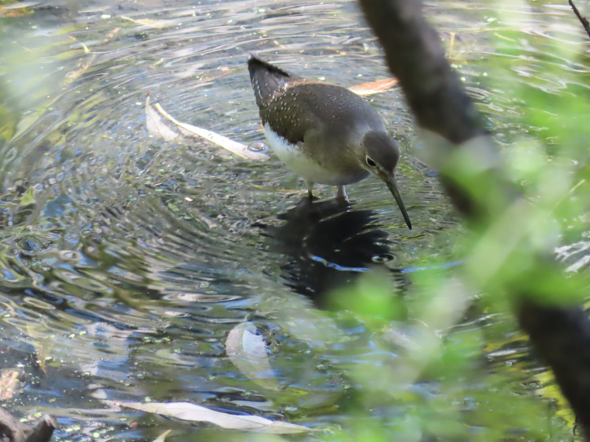 Solitary Sandpiper - ML642189911