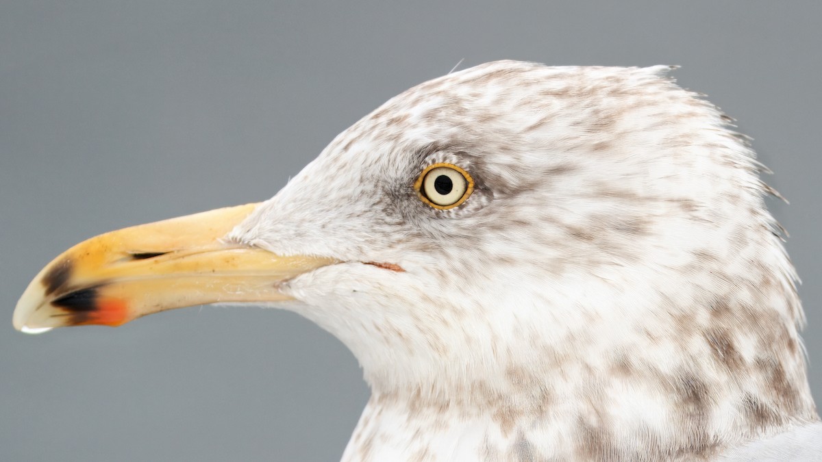 American Herring Gull - ML642189940