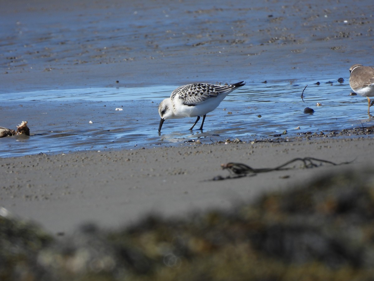 Sanderling - ML642189951