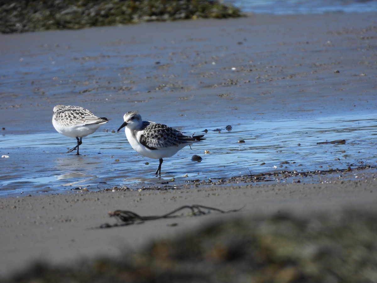 Sanderling - ML642189952