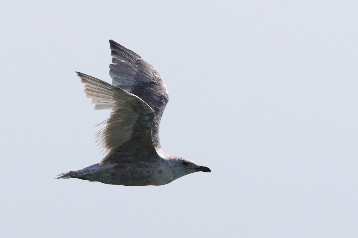 Iceland Gull (Thayer's) - ML642189958
