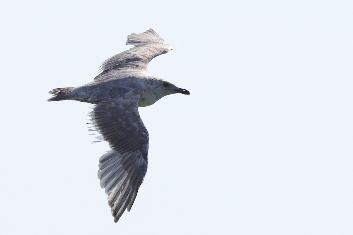 Iceland Gull (Thayer's) - ML642189959