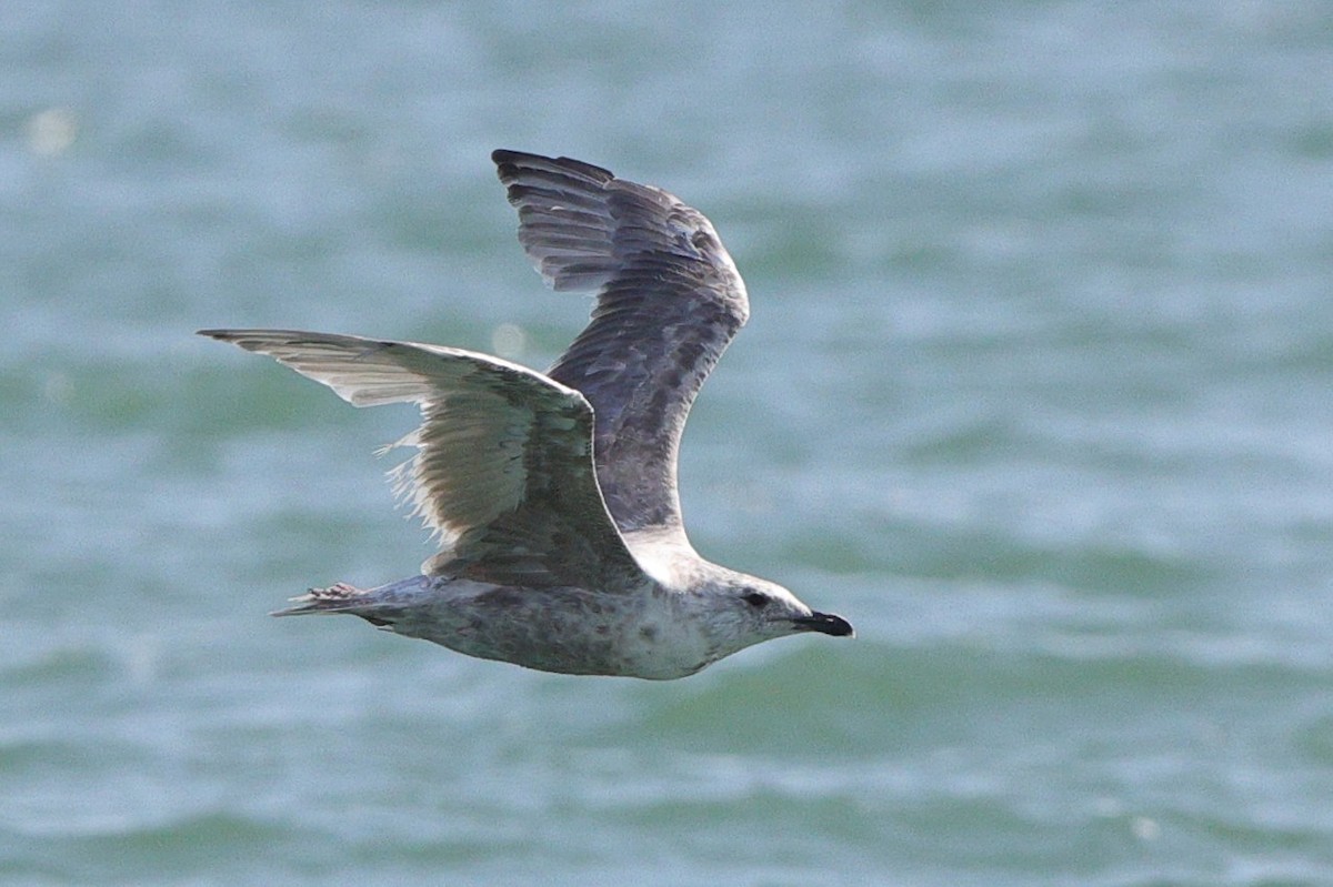 Iceland Gull (Thayer's) - ML642189960