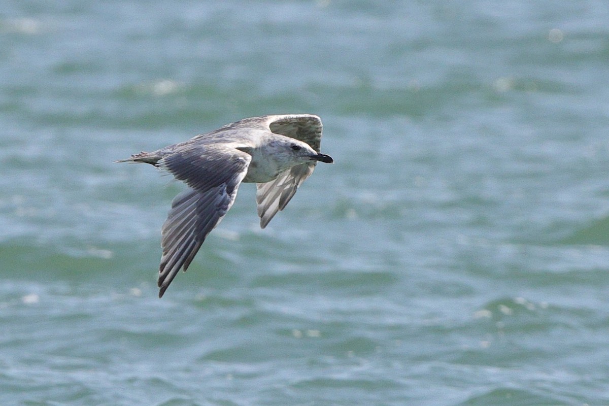 Iceland Gull (Thayer's) - ML642189961