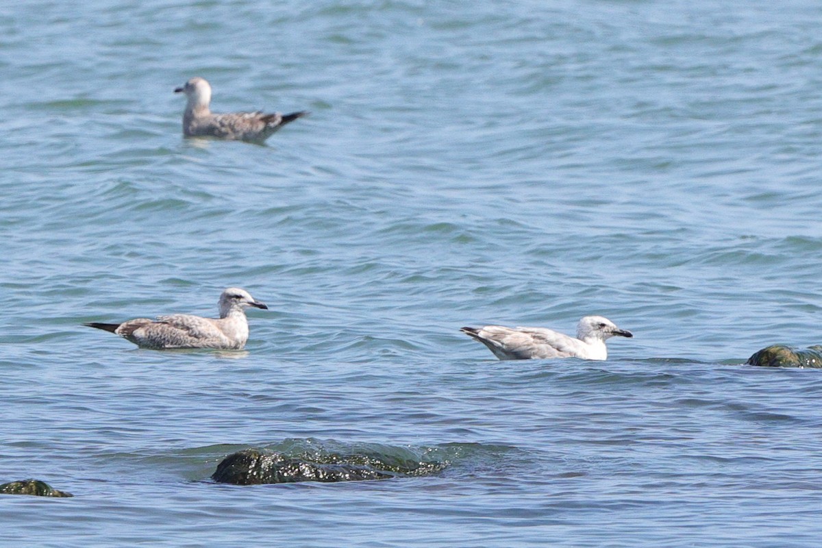 Iceland Gull (Thayer's) - ML642189962