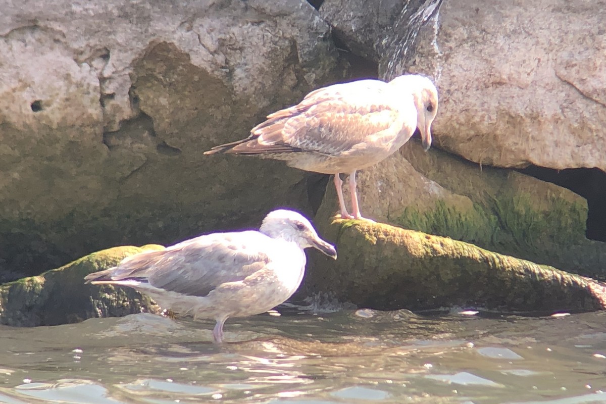 Iceland Gull (Thayer's) - ML642189963
